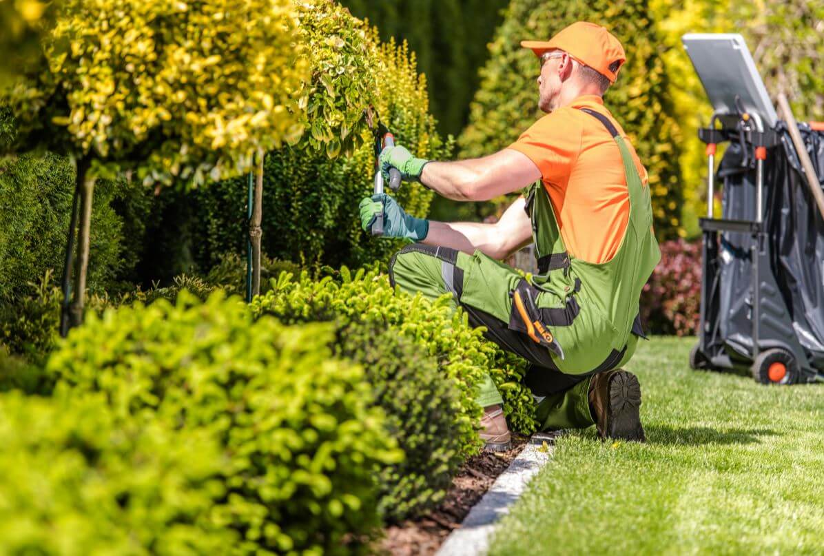 Man trimming bushes in yard